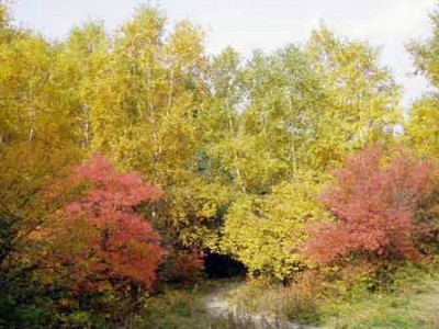 二龙什台国家森林公园栖息上百种野生动物